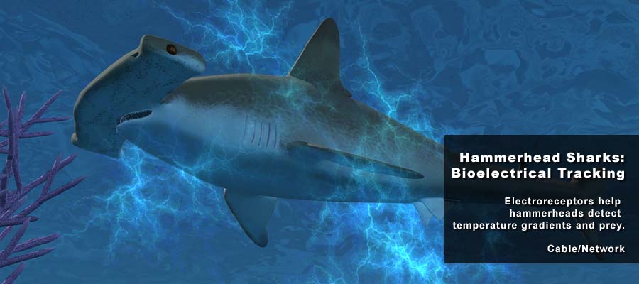 Animation Studio NYC | Animal Science Shark 01 | 212-789-9077